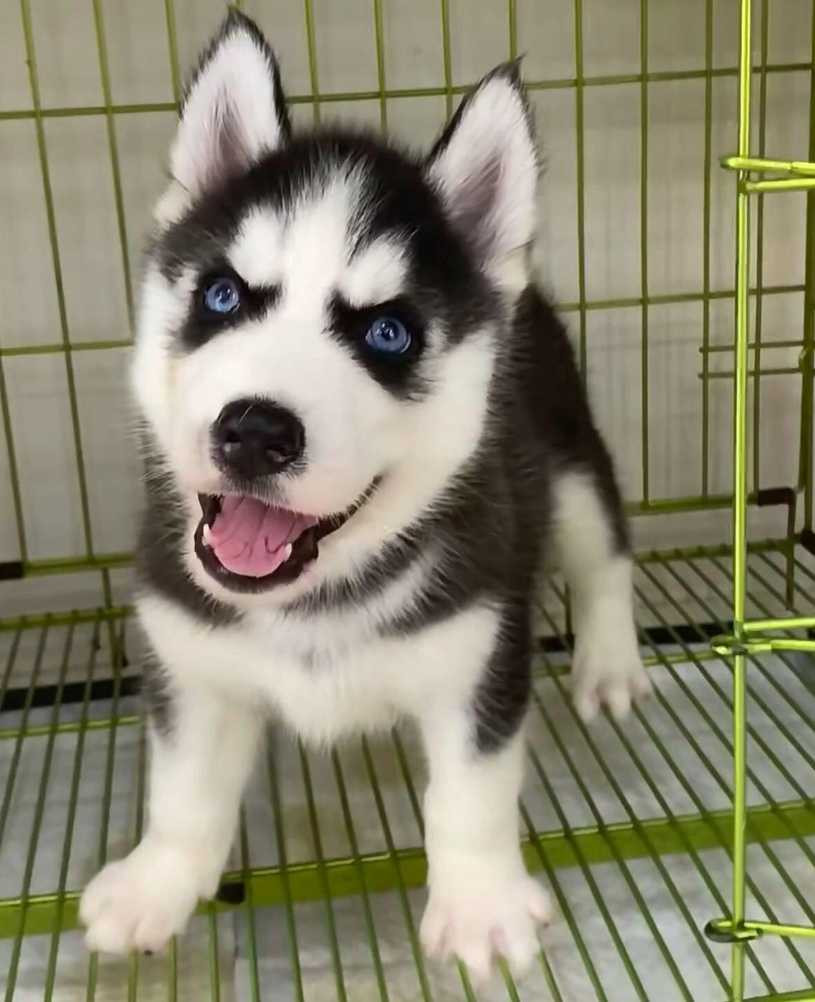 哈士奇幼犬公母都有疫苗齐全